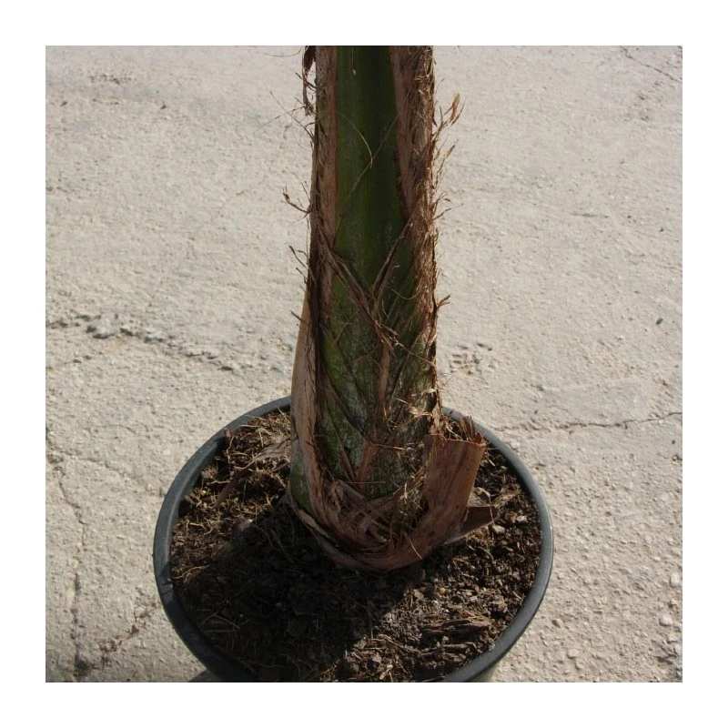 Arecastrum Romanzoffianum EJEMPLAR 5 Arecastrum Romanzoffianum EJEMPLAR - Imagen 3