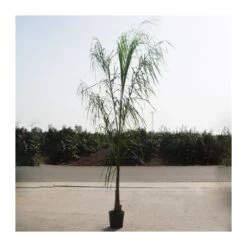 Arecastrum Romanzoffianum EJEMPLAR