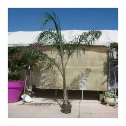 Arecastrum Romanzoffianum EJEMPLAR 9 Arecastrum Romanzoffianum EJEMPLAR -Suministros De Jardineria Ventas 2024 arecastrum romanzoffianum grande 3