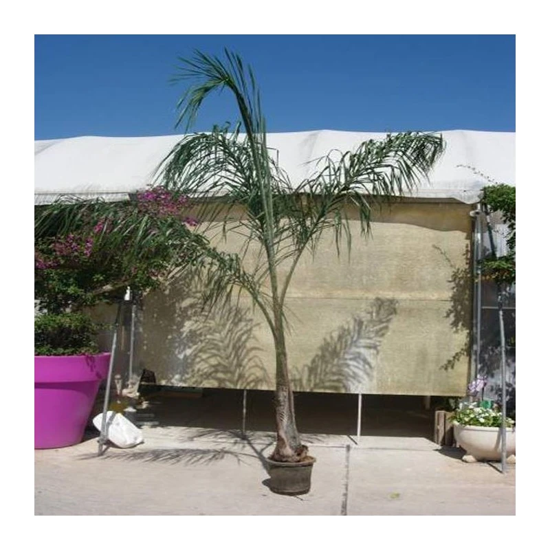 Arecastrum Romanzoffianum EJEMPLAR 6 Arecastrum Romanzoffianum EJEMPLAR - Imagen 4