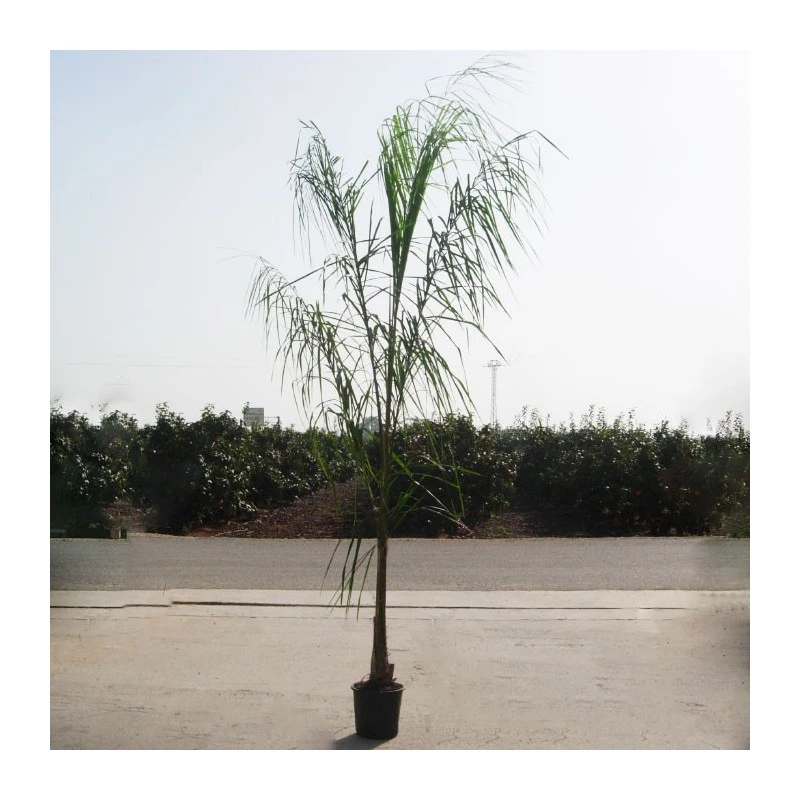 Arecastrum Romanzoffianum EJEMPLAR 3 Arecastrum Romanzoffianum EJEMPLAR