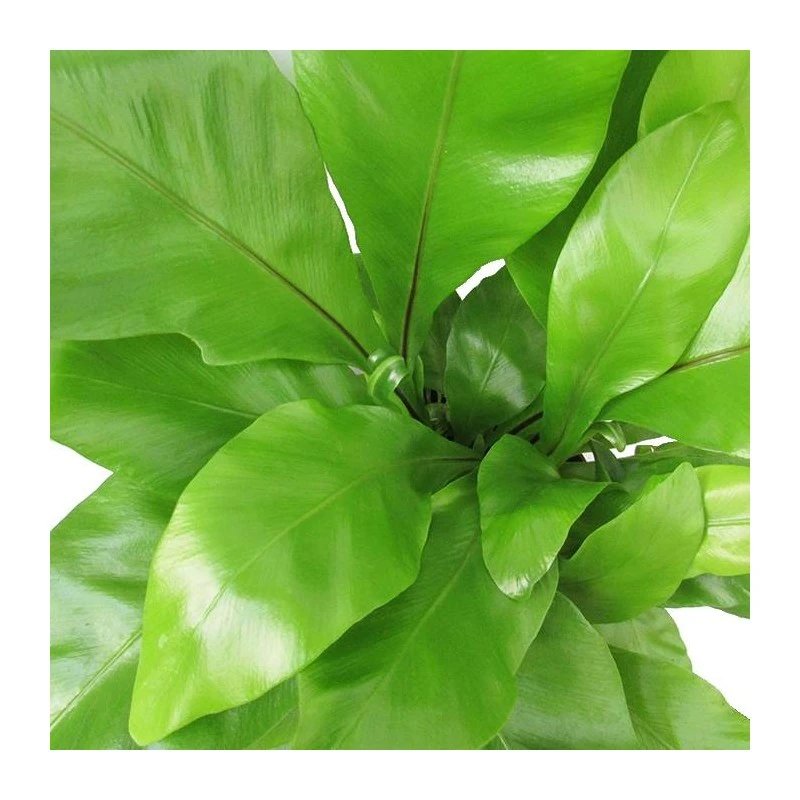 Asplenium Nidus 4 Asplenium Nidus - Imagen 2