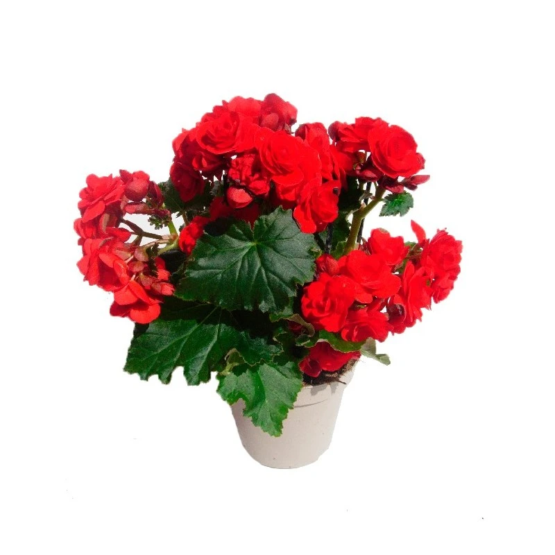 Begonia Elatior 4 Begonia Elatior - Imagen 2