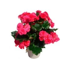 Begonia Elatior 10 Begonia Elatior -Suministros De Jardineria Ventas 2024 begonia elatior 2
