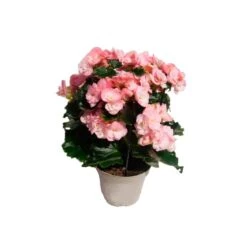 Begonia Elatior 11 Begonia Elatior -Suministros De Jardineria Ventas 2024 begonia elatior 3