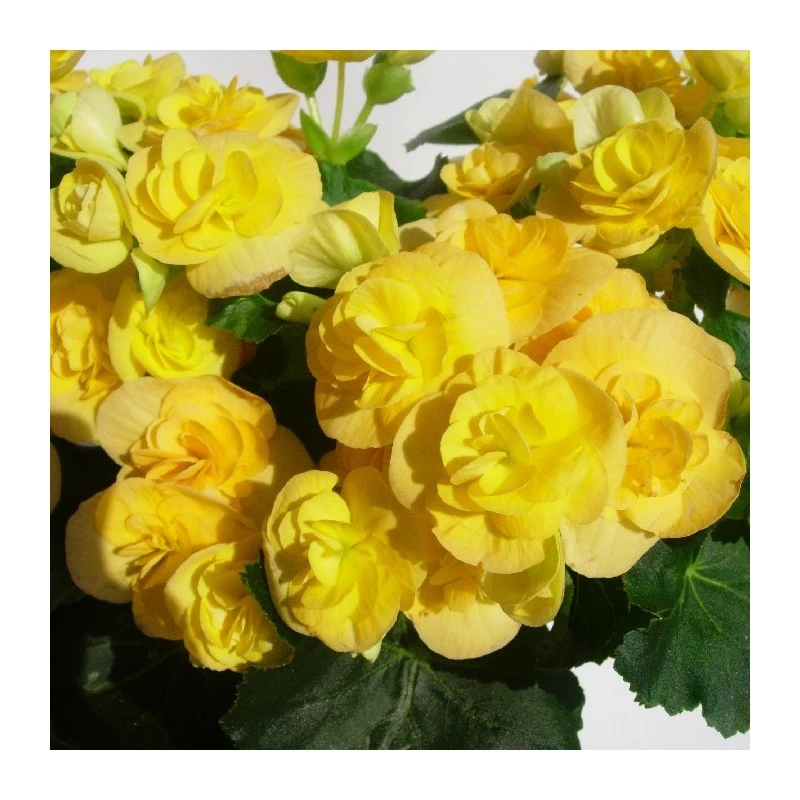 Begonia Elatior 7 Begonia Elatior - Imagen 5