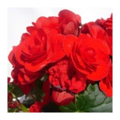 Begonia Elatior 13 Begonia Elatior -Suministros De Jardineria Ventas 2024 begonia elatior 5