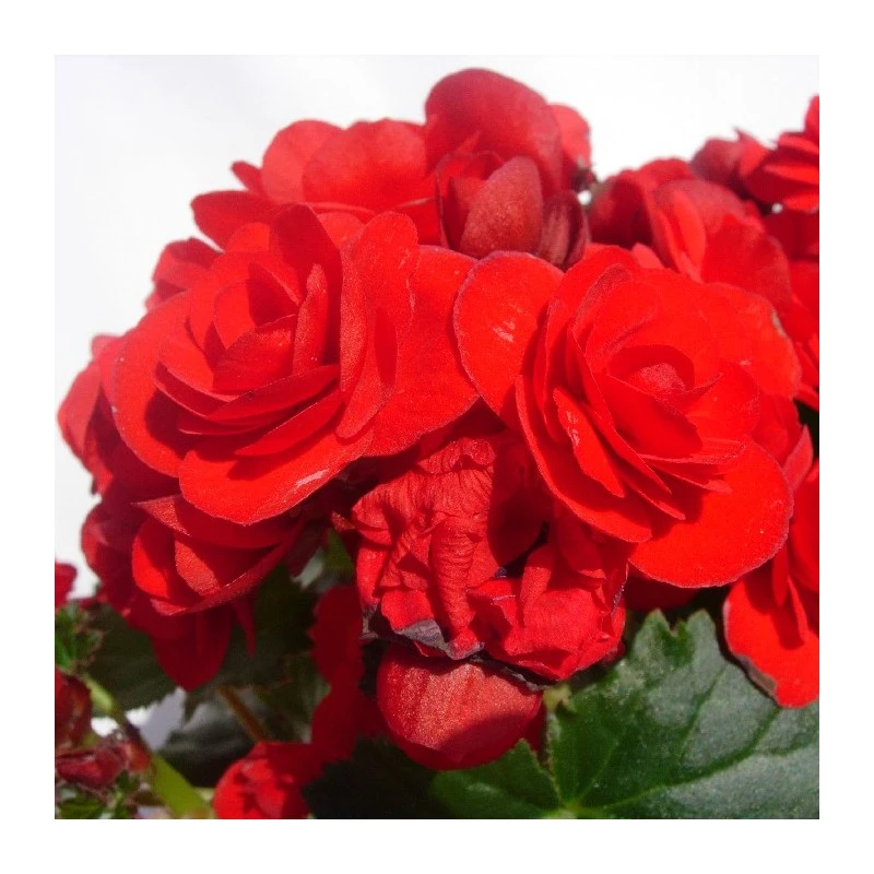 Begonia Elatior 8 Begonia Elatior - Imagen 6