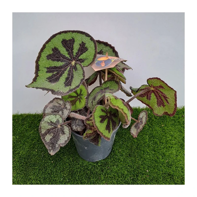 Begonia Masonia Mountain 4 Begonia Masonia Mountain - Imagen 2