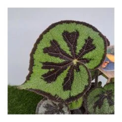 Begonia Masonia Mountain