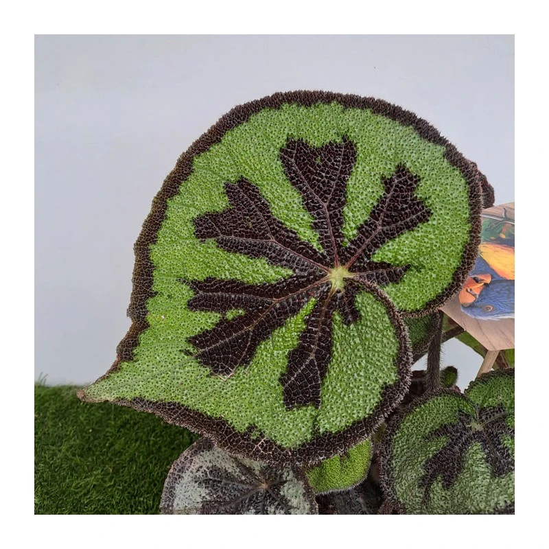 Begonia Masonia Mountain 3 Begonia Masonia Mountain