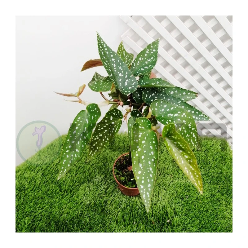 Begonia Tamaya 4 Begonia Tamaya - Imagen 2