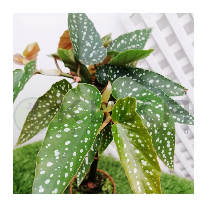 Begonia Tamaya 5 Begonia Tamaya - Imagen 3