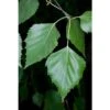 Abedúl Alba Pendula. -Suministros De Jardineria Ventas 2024 betula alba pendula