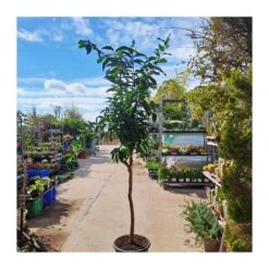 Bifruto Con Clementina Y Limon EJEMPLAR 7 Bifruto Con Clementina Y Limon EJEMPLAR -Suministros De Jardineria Ventas 2024 bifruto con clementina y limon 1