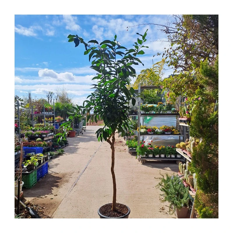 Bifruto Con Clementina Y Limon EJEMPLAR 4 Bifruto Con Clementina Y Limon EJEMPLAR - Imagen 2