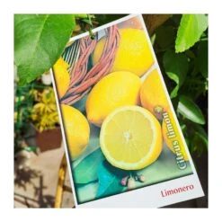 Bifruto Con Clementina Y Limon EJEMPLAR 8 Bifruto Con Clementina Y Limon EJEMPLAR -Suministros De Jardineria Ventas 2024 bifruto con clementina y limon 2