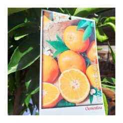 Bifruto Con Clementina Y Limon EJEMPLAR 9 Bifruto Con Clementina Y Limon EJEMPLAR -Suministros De Jardineria Ventas 2024 bifruto con clementina y limon 3