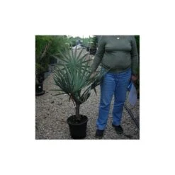 Bismarckia Nobilis EJEMPLAR 5 Bismarckia Nobilis EJEMPLAR -Suministros De Jardineria Ventas 2024 bismarckia nobilis 1