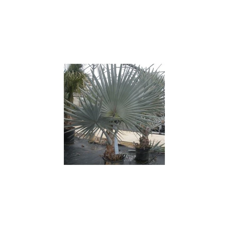 Bismarckia Nobilis EJEMPLAR 3 Bismarckia Nobilis EJEMPLAR