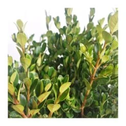 Boj Faulkner 5 Boj Faulkner -Suministros De Jardineria Ventas 2024 boj faulkner 1