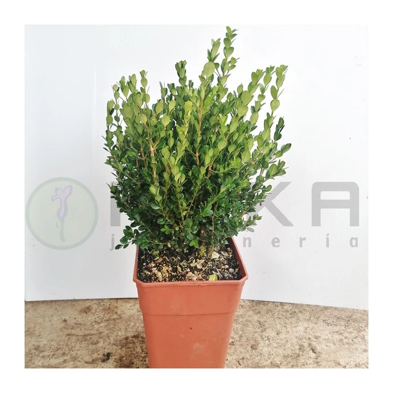 Boj Faulkner 3 Boj Faulkner