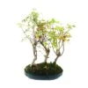 Bonsái Acer Buergerianum -Suministros De Jardineria Ventas 2024 bonsai acer buergerianum