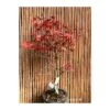 Bonsái Acer Palmatum Deshogo -Suministros De Jardineria Ventas 2024 bonsai acer palmatum deshogo
