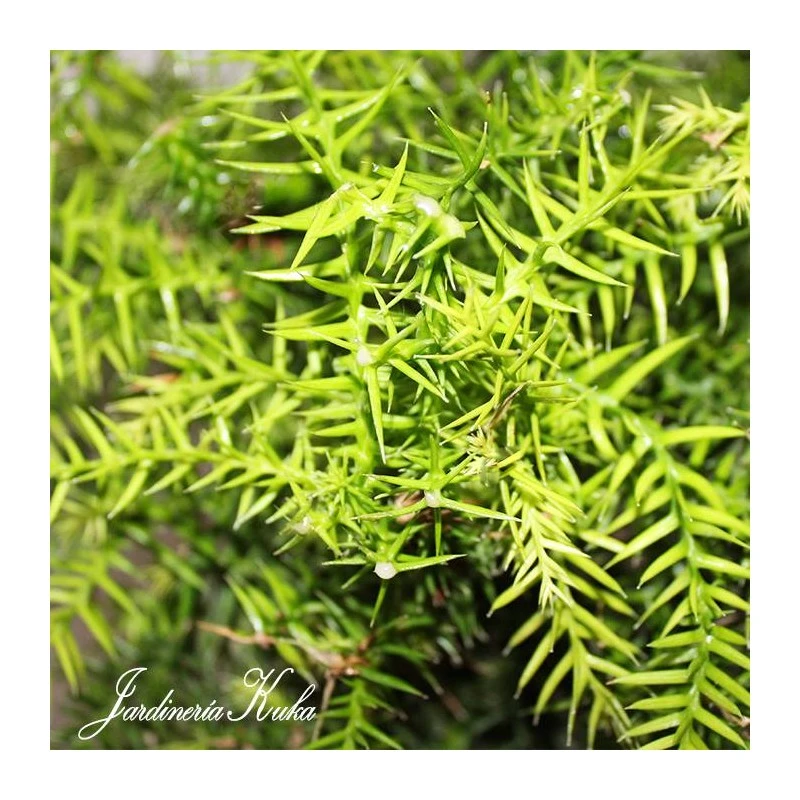 Bonsái Araucaria 4 Bonsái Araucaria - Imagen 2