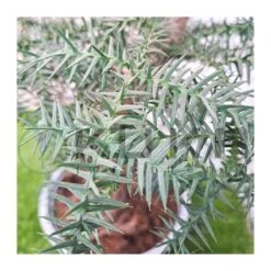 Bonsái Araucaria Cunninghamii -Suministros De Jardineria Ventas 2024 bonsai araucaria cunninghamii 1