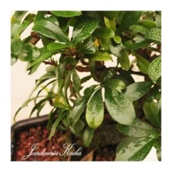 Bonsái Bosque Carmona Sp. -Suministros De Jardineria Ventas 2024 bonsai bosque carmona sp 2