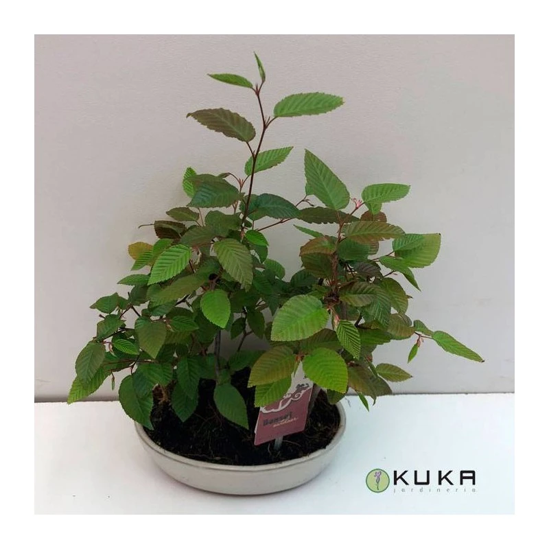 Bonsái Bosque Carpinus Betulus 4 Bonsái Bosque Carpinus Betulus - Imagen 2