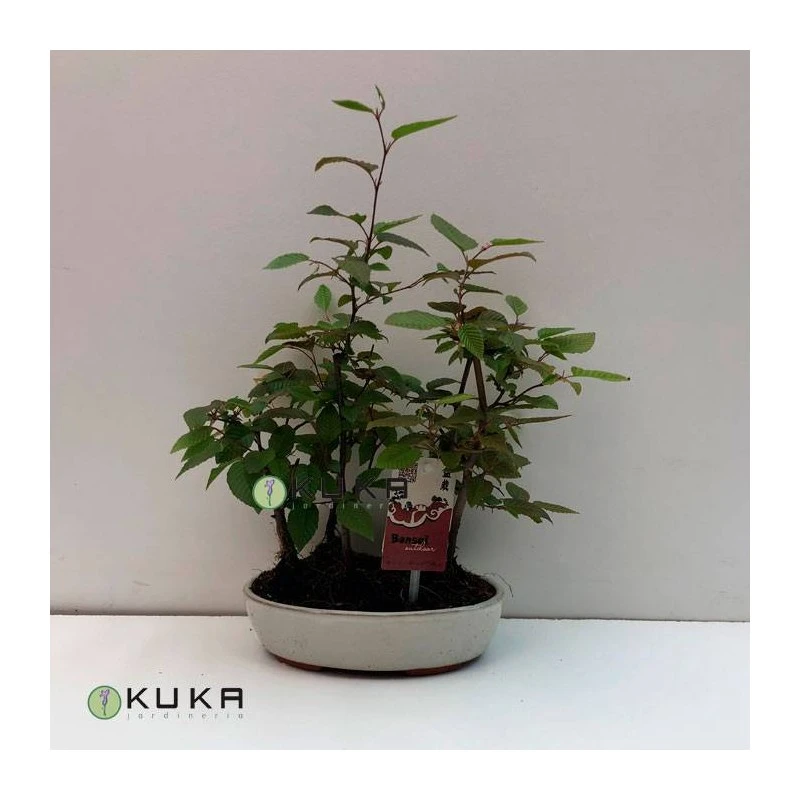 Bonsái Bosque Carpinus Betulus 3 Bonsái Bosque Carpinus Betulus