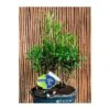 Bonsái Bosque De Podocarpus -Suministros De Jardineria Ventas 2024 bonsai bosque de podocarpus
