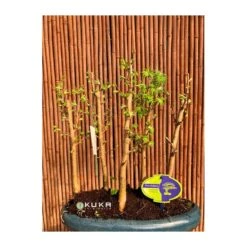 Bonsái Bosque Pseudolarix