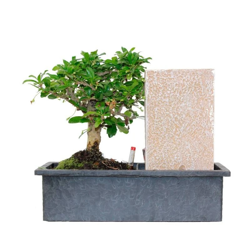 Bonsái Carmona Con Fuente De Buddha Y Tarjeta 4 Bonsái Carmona Con Fuente De Buddha Y Tarjeta - Imagen 2