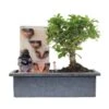 Bonsái Carmona Con Fuente De Buddha Y Tarjeta -Suministros De Jardineria Ventas 2024 bonsai carmona con fuente de buddha y tarjeta