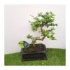 Bonsái Carmona Retusa -Suministros De Jardineria Ventas 2024 bonsai carmona retusa