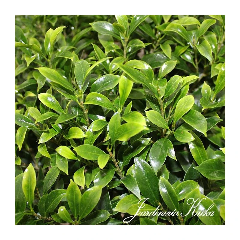 Bonsái Celtis Sinensis 4 Bonsái Celtis Sinensis - Imagen 2