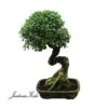 Bonsái Celtis Sinensis 2 Bonsái Celtis Sinensis -Suministros De Jardineria Ventas 2024 bonsai celtis sinensis