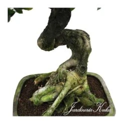 Bonsái Celtis Sinensis 7 Bonsái Celtis Sinensis -Suministros De Jardineria Ventas 2024 bonsai celtis sinensis 2