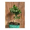 Bonsái Citrus Myrtifolia -Suministros De Jardineria Ventas 2024 bonsai citrus myrtifolia