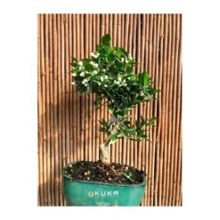 Bonsái Citrus Myrtifolia