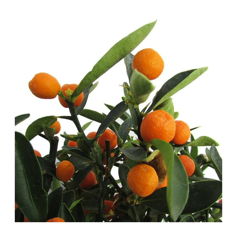 Bonsái Citrus Yuzu 4 Bonsái Citrus Yuzu - Imagen 2