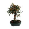 Bonsái Citrus Yuzu -Suministros De Jardineria Ventas 2024 bonsai citrus yuzu