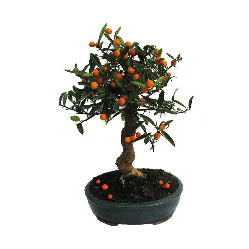 Bonsái Citrus Yuzu 3 Bonsái Citrus Yuzu