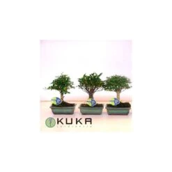 Bonsái Con Plato Y Caja -Suministros De Jardineria Ventas 2024 bonsai con plato y caja 2