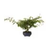 Bonsai Durantha Repens Erecta 2 Bonsai Durantha Repens Erecta -Suministros De Jardineria Ventas 2024 bonsai durantha repens
