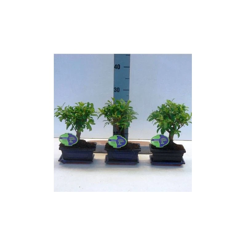 Bonsái Eugenia Myrtifolia 3 Bonsái Eugenia Myrtifolia