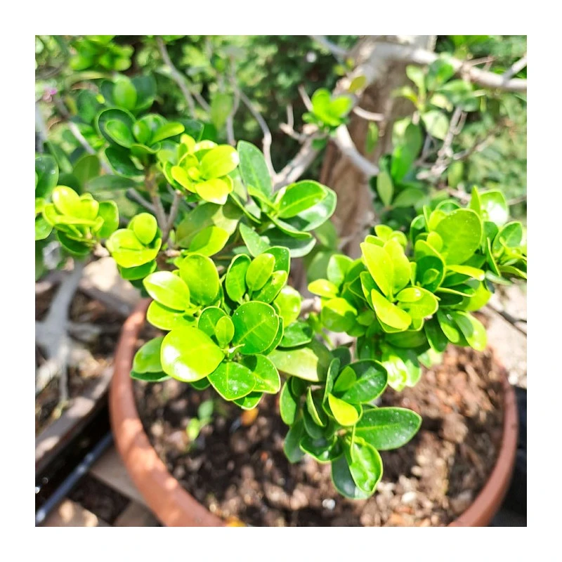 Bonsái Ficus Ginseng Ejemplar 4 Bonsái Ficus Ginseng Ejemplar - Imagen 2